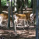 Hedegaarden 3*